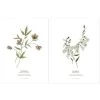 Lot De 2 Affiches Hellébore & Foxglove (30 X 40 Cm)