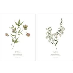 Lot De 2 Affiches Hellébore & Foxglove (30 X 40 Cm)