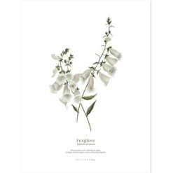 Lot De 2 Affiches Hellébore & Foxglove (30 X 40 Cm) 8 Lot De 2 Affiches Hellébore & Foxglove (30 X 40 Cm) -Djeco Magasin lot de 2 affiches hellebore foxglove 30 x 40 cm 3
