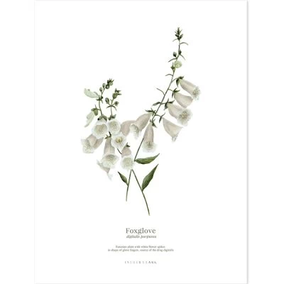 Lot De 2 Affiches Hellébore & Foxglove (30 X 40 Cm) 3 Lot De 2 Affiches Hellébore & Foxglove (30 X 40 Cm) – Image 3