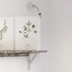 Lot De 2 Affiches Hellébore & Foxglove (30 X 40 Cm) 9 Lot De 2 Affiches Hellébore & Foxglove (30 X 40 Cm) -Djeco Magasin lot de 2 affiches hellebore foxglove 30 x 40 cm 4