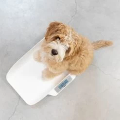 Alecto Pèse Bébé Digital Pour Bébés Et Jeunes Enfants 8 Alecto Pèse Bébé Digital Pour Bébés Et Jeunes Enfants -Djeco Magasin pese bebe digital pour bebes et jeunes enfants 4